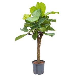 Ficus lyrata stam S hydrocultuur plant Ficus lyrata stam S hydrocultuur plant
