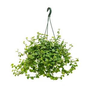 Ficus repens green sunny hangplant Ficus repens green sunny hangplant