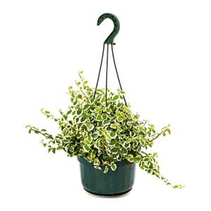 Ficus repens white sunny hangplant Ficus repens white sunny hangplant