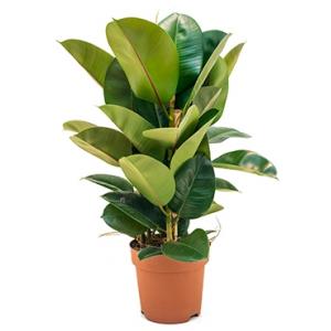 Ficus robusta M kamerplant Ficus robusta M kamerplant