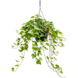 Hedera helix wonder S hangplant Hedera helix wonder S hangplant