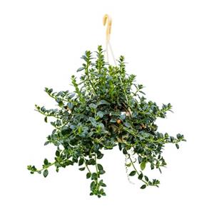 Hypocirta glabra hangplant Hypocirta glabra hangplant