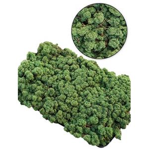 IJslandsmos donkergroen 0,5 m2 IJslandsmos donkergroen 0,5 m2