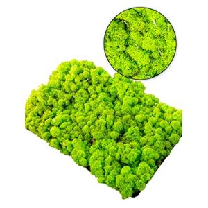 IJslandsmos lentegroen 0,5 m2 IJslandsmos lentegroen 0,5 m2