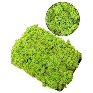IJslandsmos woudgroen 0,5 m2 IJslandsmos woudgroen 0,5 m2