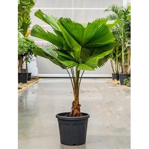 Licuala Palm grandis waaierpalm kamerplant Licuala Palm grandis waaierpalm kamerplant