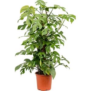 Monstera minima S gatenplant kamerplant Monstera minima S gatenplant kamerplant
