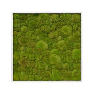 Moswand schilderij Aluminium vierkant 100x100 cm Bolmos Moswand schilderij Aluminium vierkant 100x100 cm Bolmos