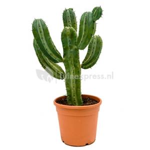 Myrtillocactus geometrizans XL kamerplant Myrtillocactus geometrizans XL kamerplant