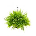 Nephrolepis green lady krulvaren hangplant