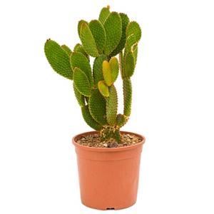 Opuntia cactus microdasys geel kamerplant Opuntia cactus microdasys geel kamerplant