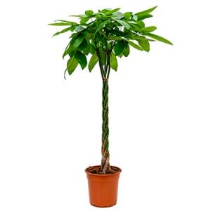 Pachira aquatica gevlochten XL Geldboom Kamerplant Pachira aquatica gevlochten XL Geldboom Kamerplant