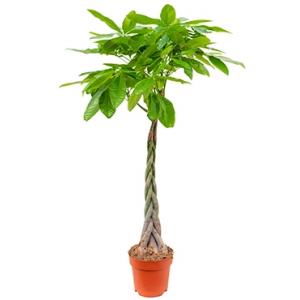 Pachira aquatica gevlochten L Geldboom Kamerplant Pachira aquatica gevlochten L Geldboom Kamerplant