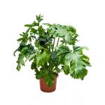 Philodendron bipinifidatum