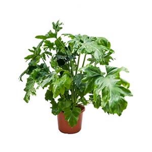 Philodendron bipinifidatum Philodendron bipinifidatum