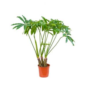 Philodendron fun bun kamerplant Philodendron fun bun kamerplant