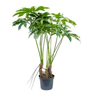 Philodendron fun bun L kamerplant Philodendron fun bun L kamerplant