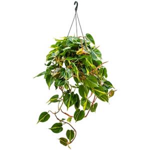 Philodendron grand brasil hangplant Philodendron grand brasil hangplant