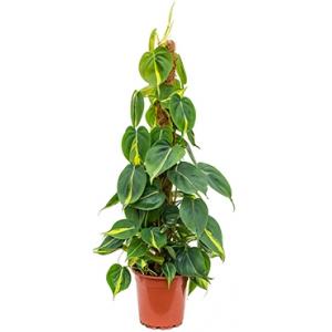 Philodendron grand brasil mosstok kamerplant Philodendron grand brasil mosstok kamerplant