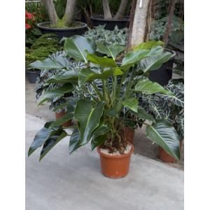 Philodendron green beauty kamerplant Philodendron green beauty kamerplant