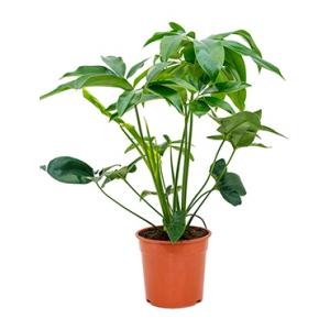 Philodendron green wonder S kamerplant Philodendron green wonder S kamerplant