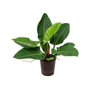 Philodendron imperial green S hydrocultuur plant Philodendron imperial green S hydrocultuur plant