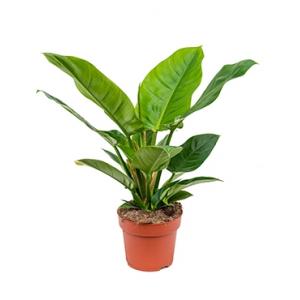 Philodendron imperial green S kamerplant Philodendron imperial green S kamerplant