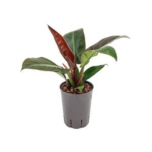 Philodendron imperial red S hydrocultuur plant Philodendron imperial red S hydrocultuur plant