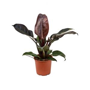 Philodendron imperial red S kamerplant Philodendron imperial red S kamerplant