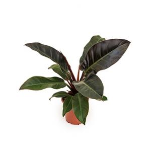Philodendron imperial red XS kamerplant Philodendron imperial red XS kamerplant