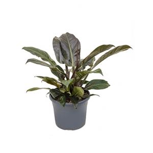 Philodendron imperial red M kamerplant Philodendron imperial red M kamerplant
