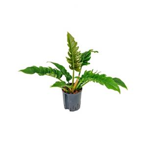 Philodendron narrow hydrocultuur plant Philodendron narrow hydrocultuur plant