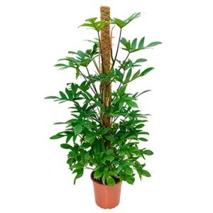 Philodendron pedatum mosstok 150 kamerplant Philodendron pedatum mosstok 150 kamerplant