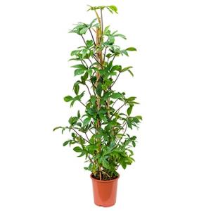Philodendron pedatum pyramis kamerplant Philodendron pedatum pyramis kamerplant