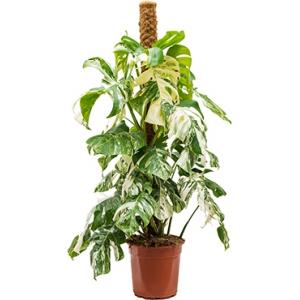 Monstera pertusem variegatum L gatenplant kamerplant Monstera pertusem variegatum L gatenplant kamerplant