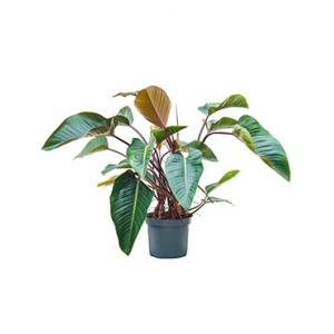 Philodendron red beauty kamerplant Philodendron red beauty kamerplant