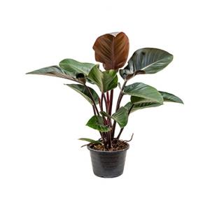 Philodendron red congo L kamerplant Philodendron red congo L kamerplant