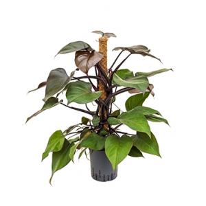 Philodendron royal queen hydrocultuur plant Philodendron royal queen hydrocultuur plant