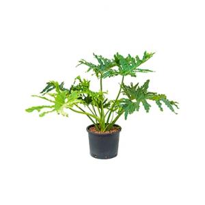 Philodendron selloum L hydrocultuur plant Philodendron selloum L hydrocultuur plant