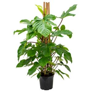 Philodendron squamiferum kamerplant Philodendron squamiferum kamerplant