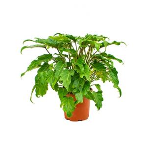Philodendron xanadu XS kamerplant Philodendron xanadu XS kamerplant