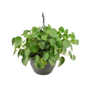Pilea peperomioides pannenkoekenplant hangplant Pilea peperomioides pannenkoekenplant hangplant
