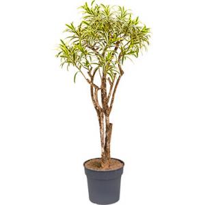 Dracaena Pleomele song of india L kamerplant Dracaena Pleomele song of india L kamerplant