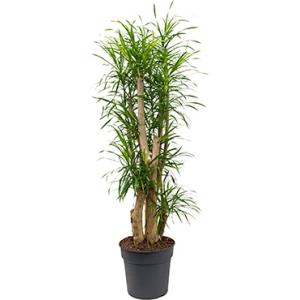 Dracaena Pleomele anita L kamerplant Dracaena Pleomele anita L kamerplant