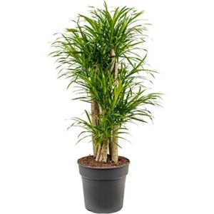 Dracaena Pleomele anita variegata S kamerplant Dracaena Pleomele anita variegata S kamerplant