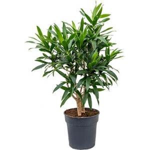 Dracaena Pleomele reflexa M kamerplant Dracaena Pleomele reflexa M kamerplant
