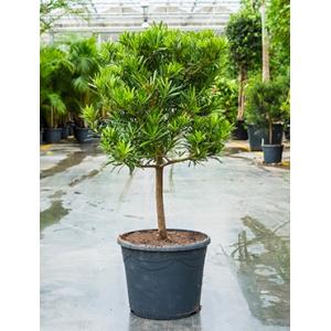 Podocarpus latifolius stam bonsai kamerplant Podocarpus latifolius stam bonsai kamerplant
