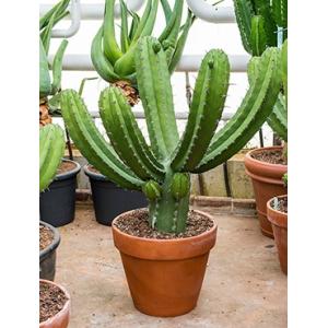 Polaskia cactus chichipe XXL kamerplant Polaskia cactus chichipe XXL kamerplant