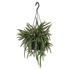 Rhipsalis horrida S hangplant Rhipsalis horrida S hangplant