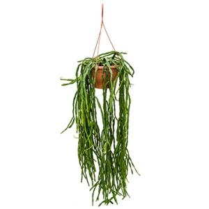 Rhipsalis paradoxa M hangplant Rhipsalis paradoxa M hangplant